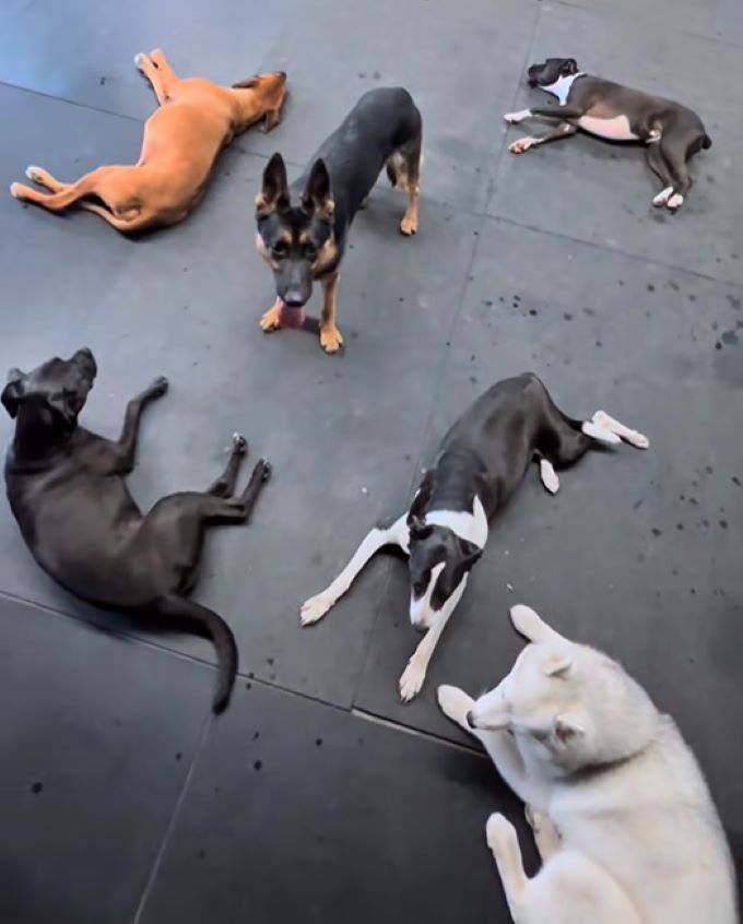 dogs in daycare