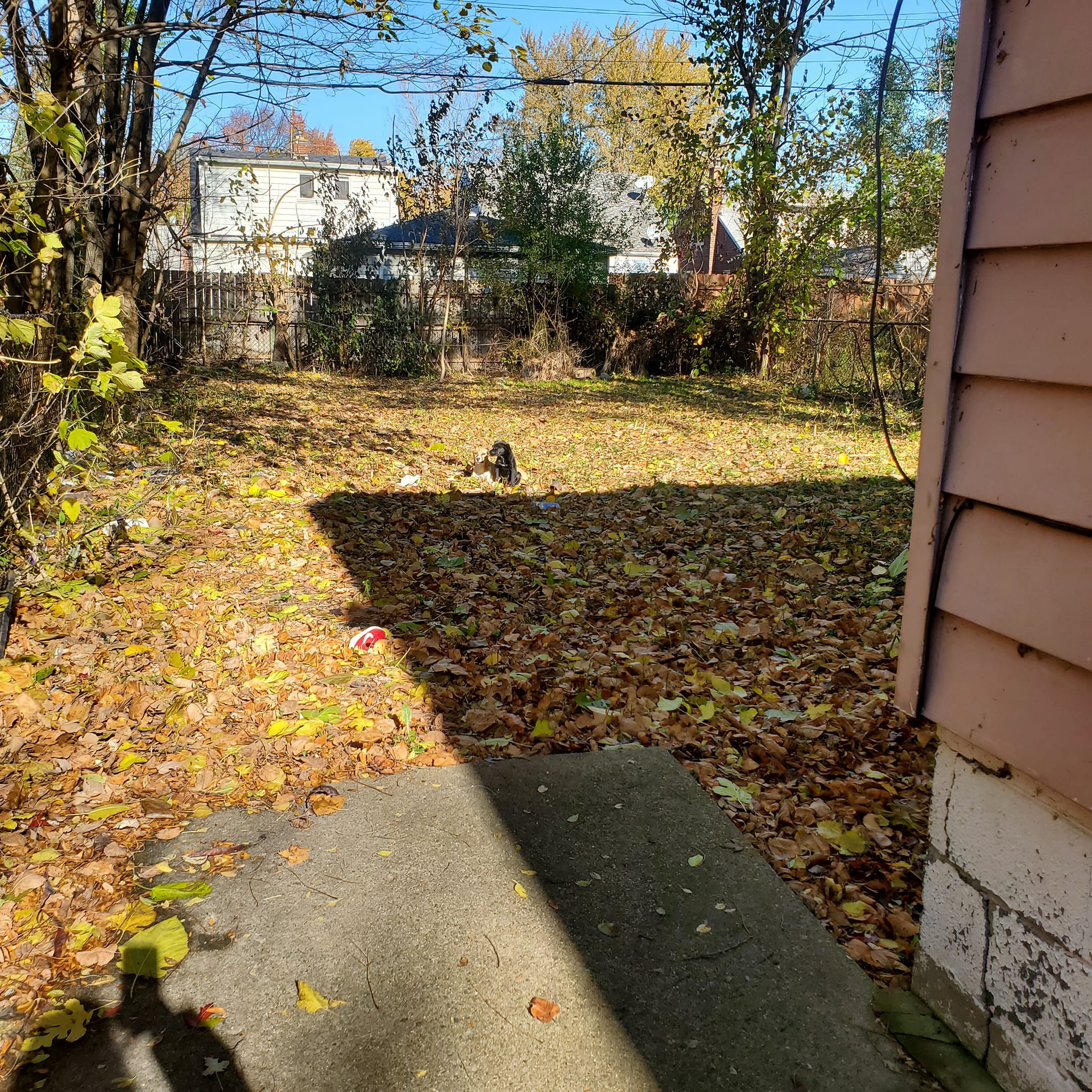 dogs in yard