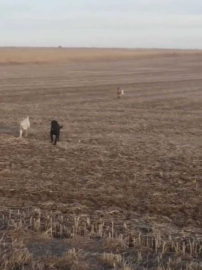 dogs on field
