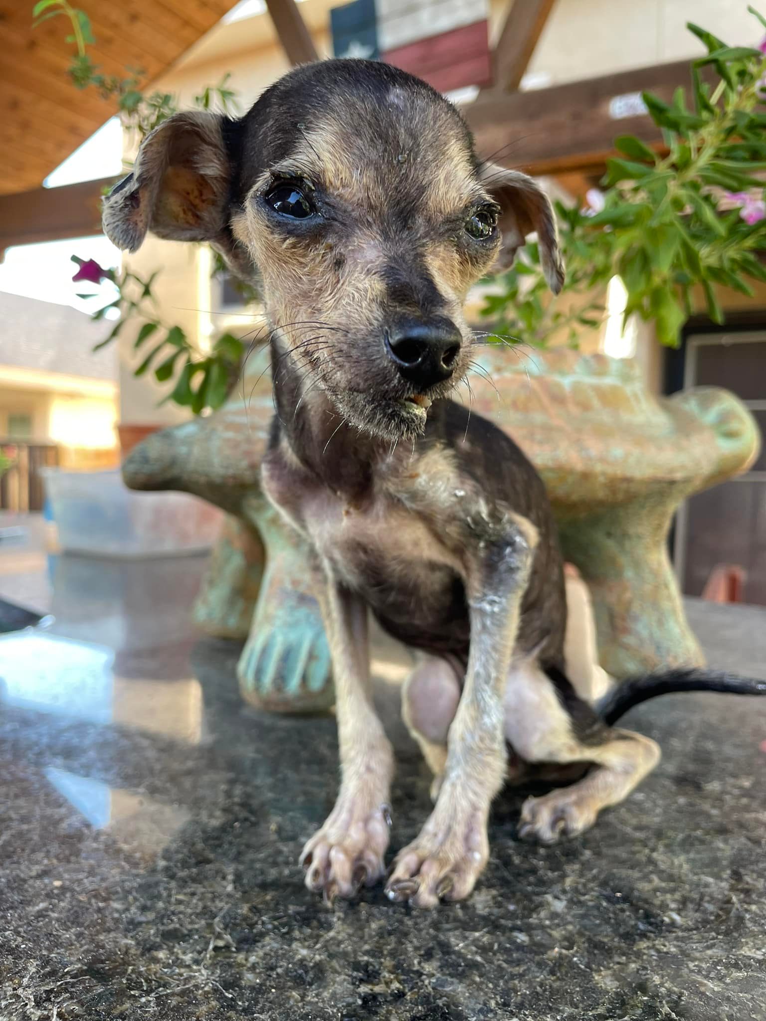 emaciated puppy