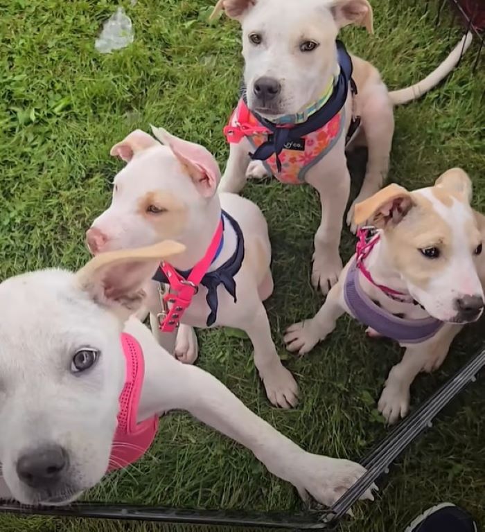 four adorable puppies