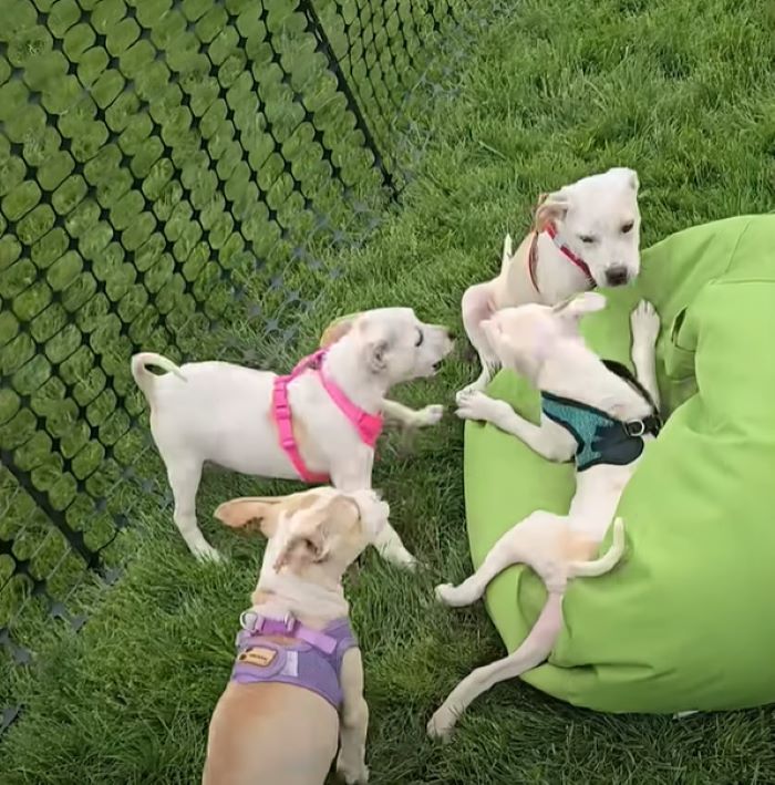 four cute puppies