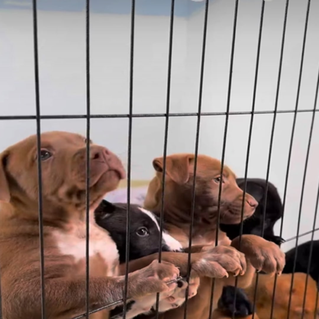 four sweet puppies