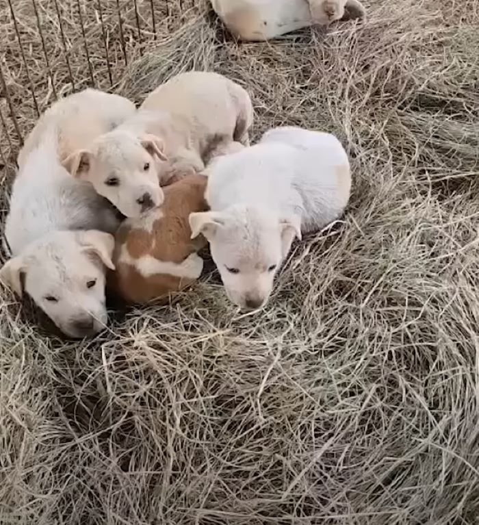 four tiny puppies