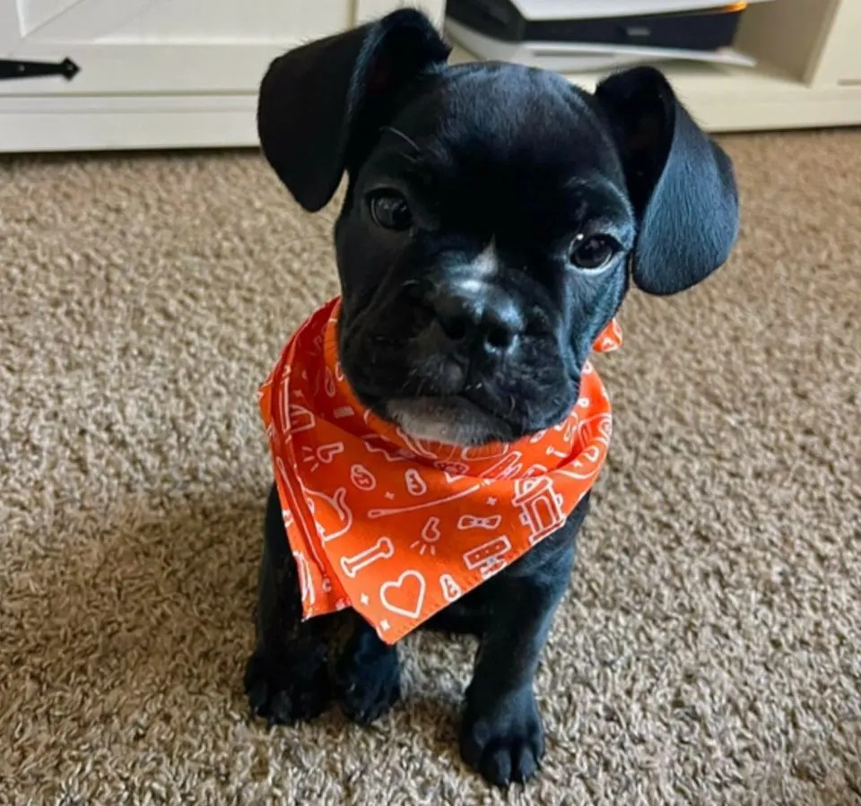 frenchie wearing a bandana