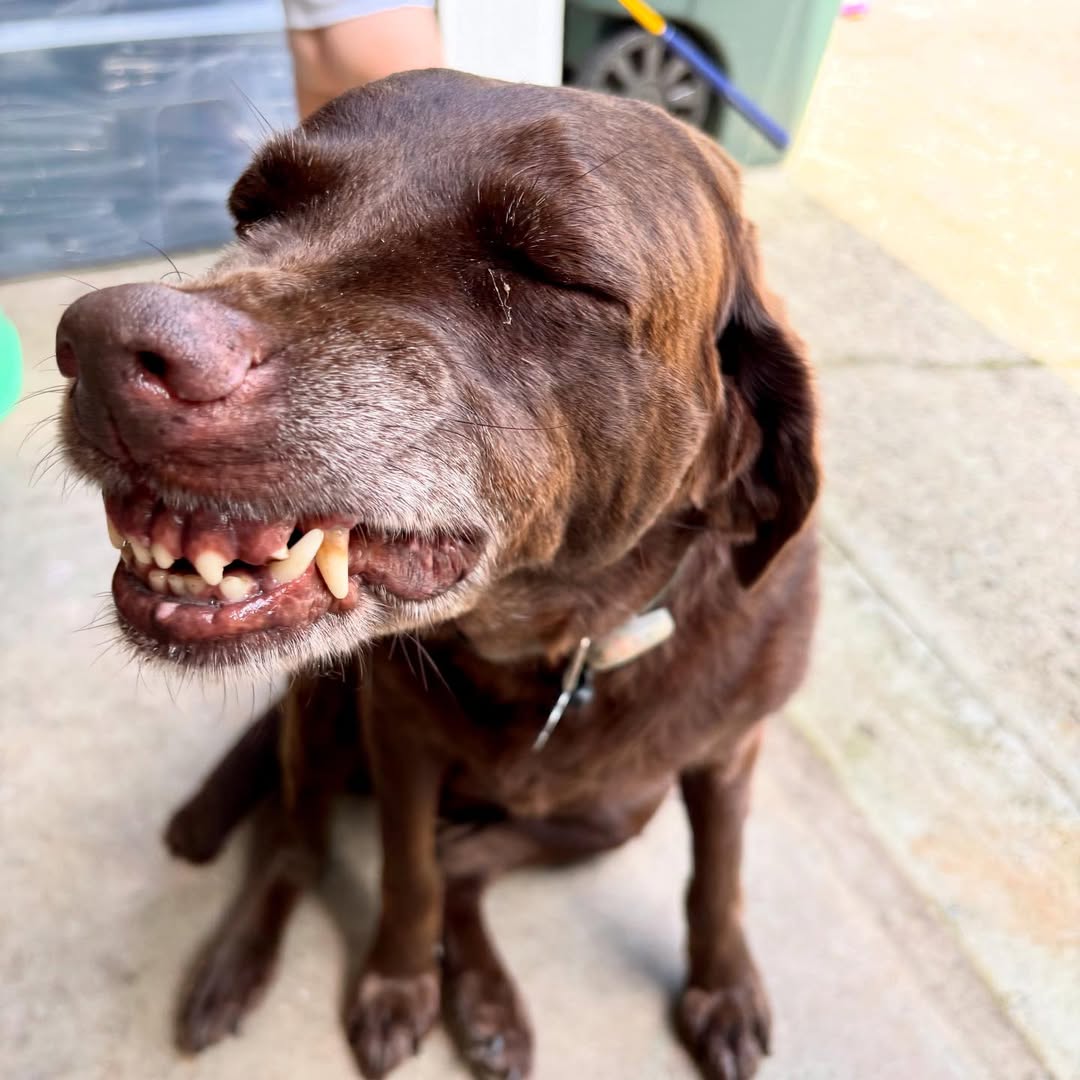 funny brown dog