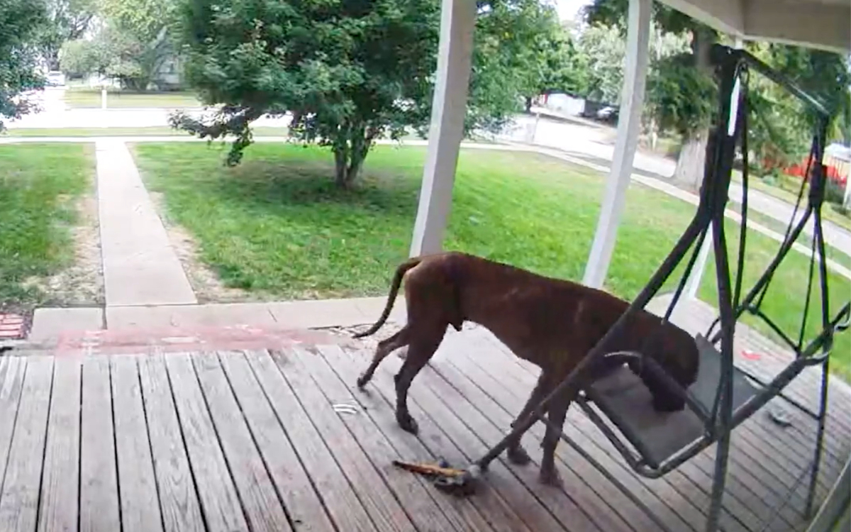 giant dog