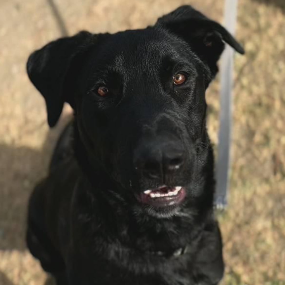 gorgeous black dog