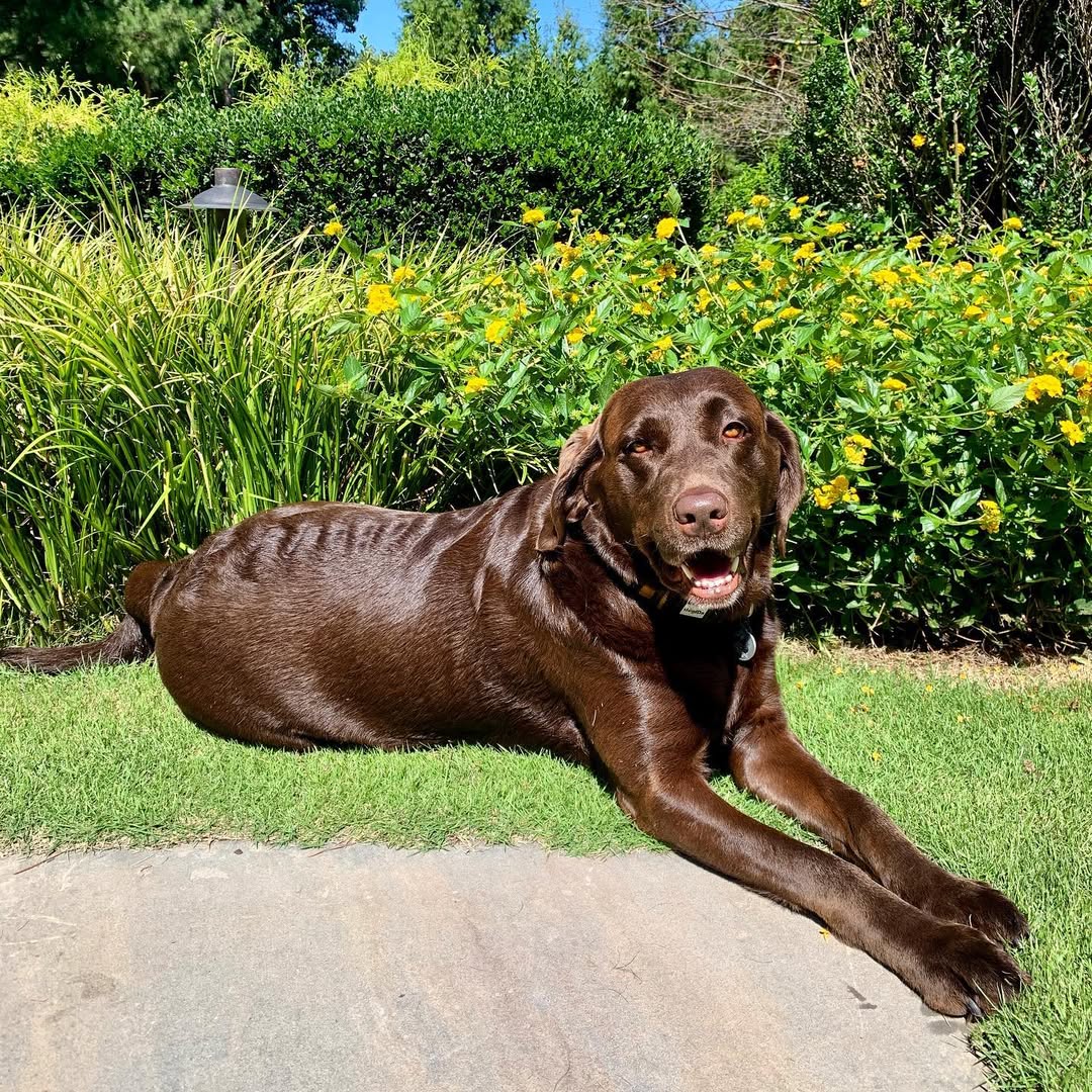 gorgeous brown dog