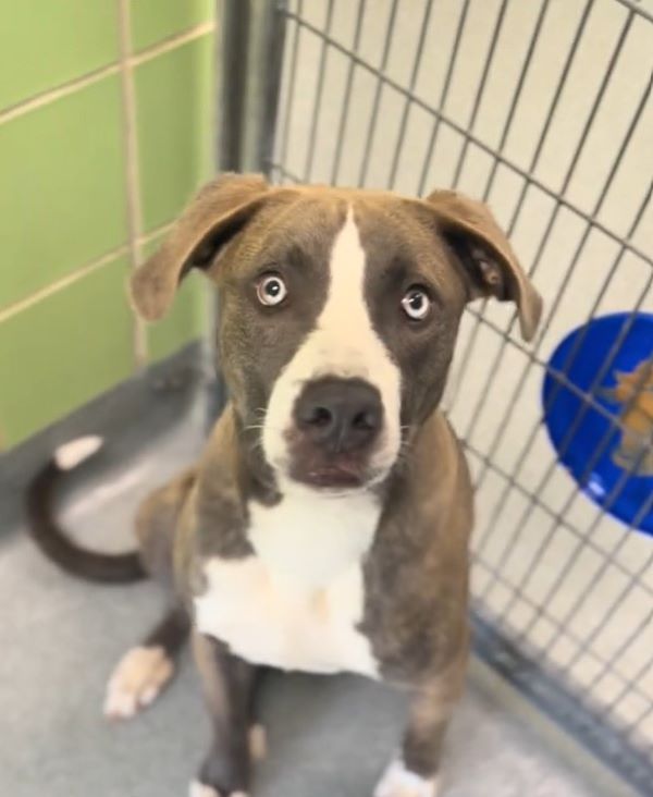 gorgeous senior dog