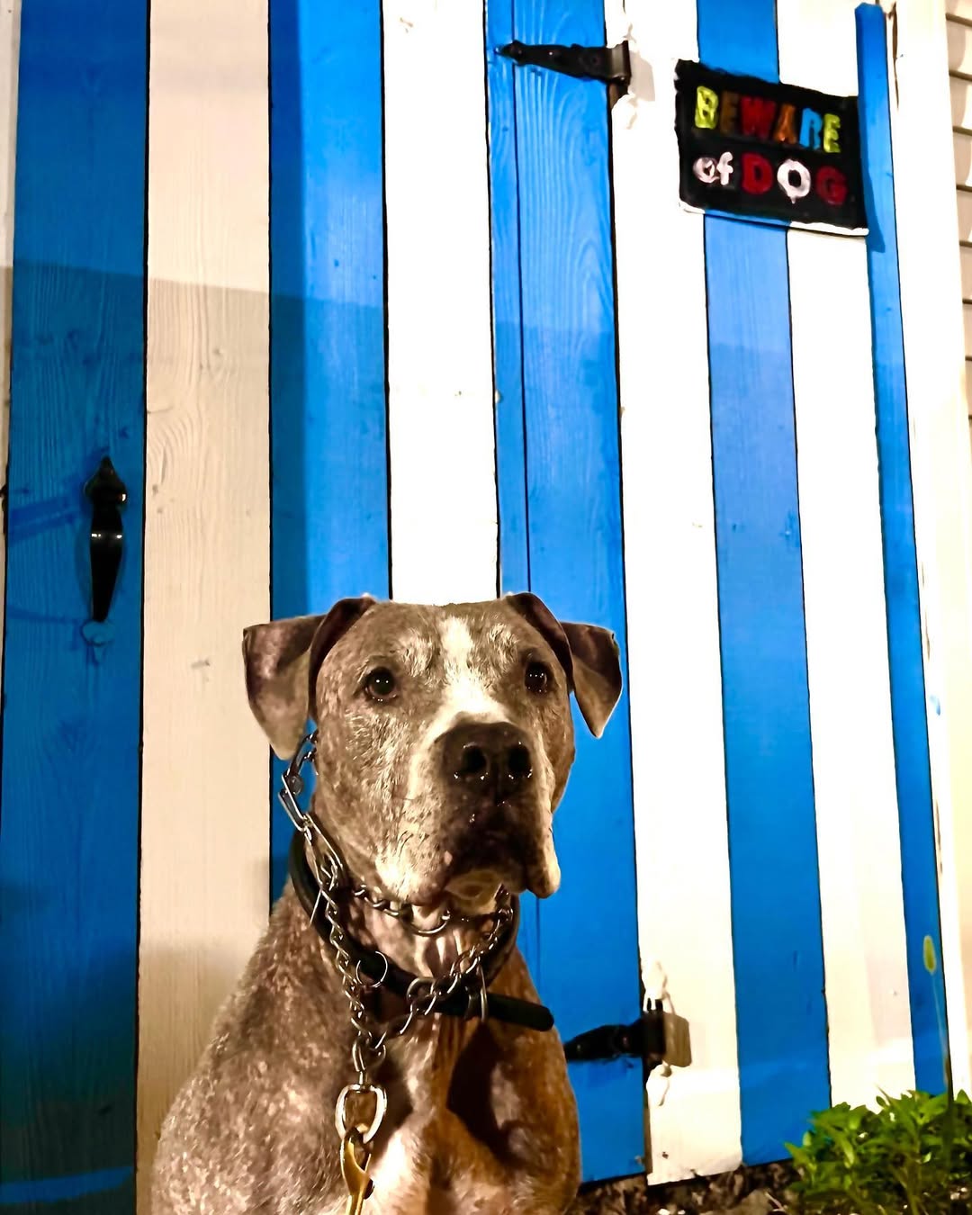 gorgeous senior dog