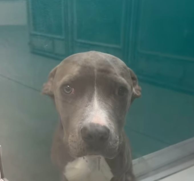 gray dog in shelter