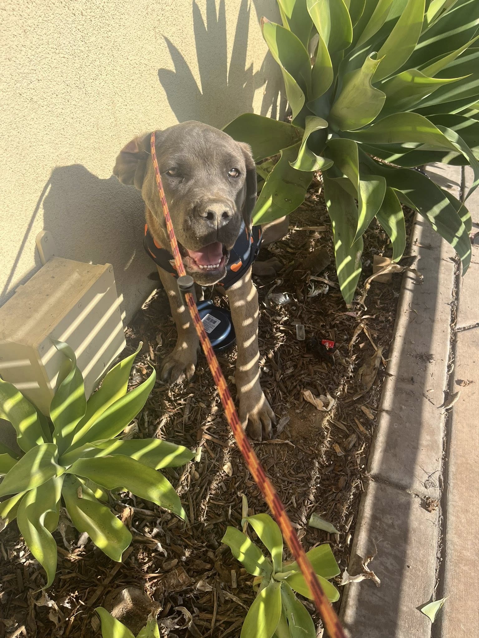gray dog on leash