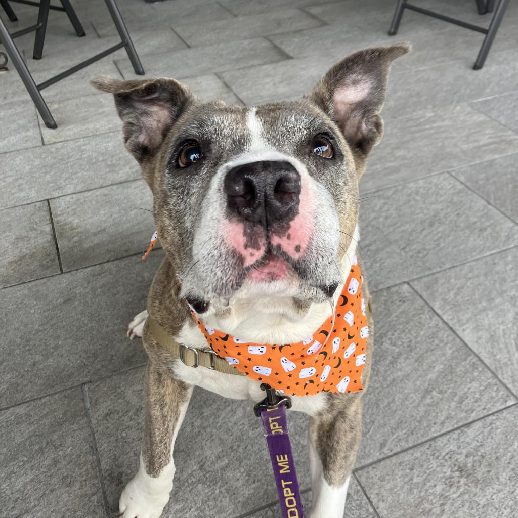 gray dog on leash