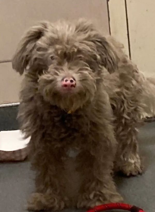gray dog with long fur