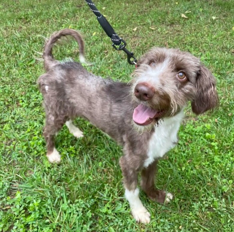 groomed dog on leash