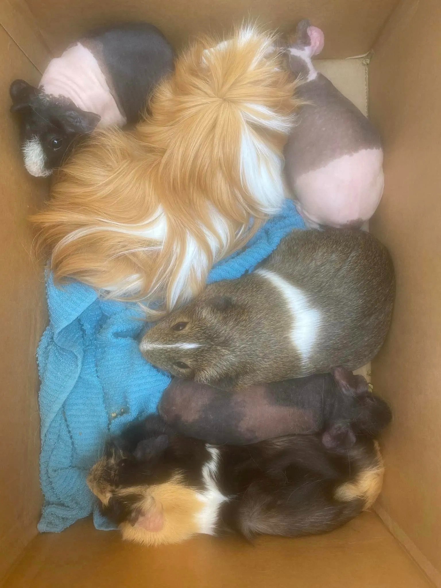 guinea pigs in box