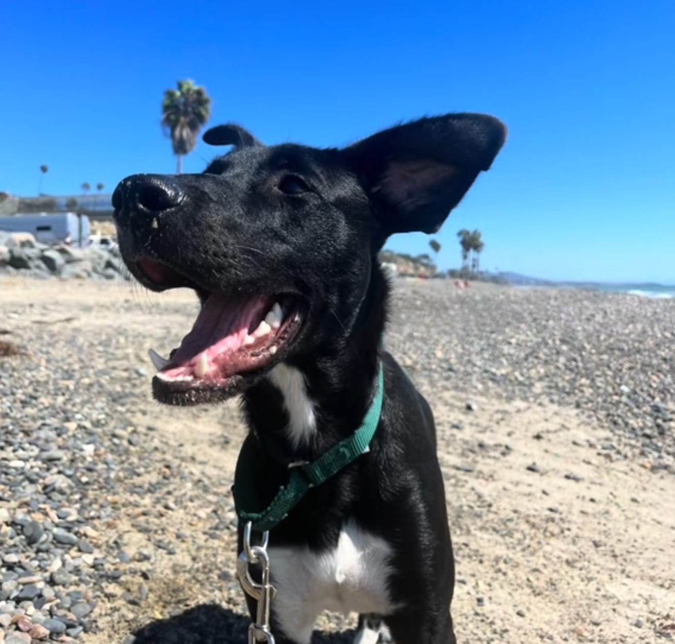 happy black dog on beach