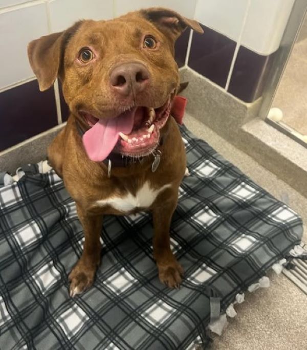 happy brown dog