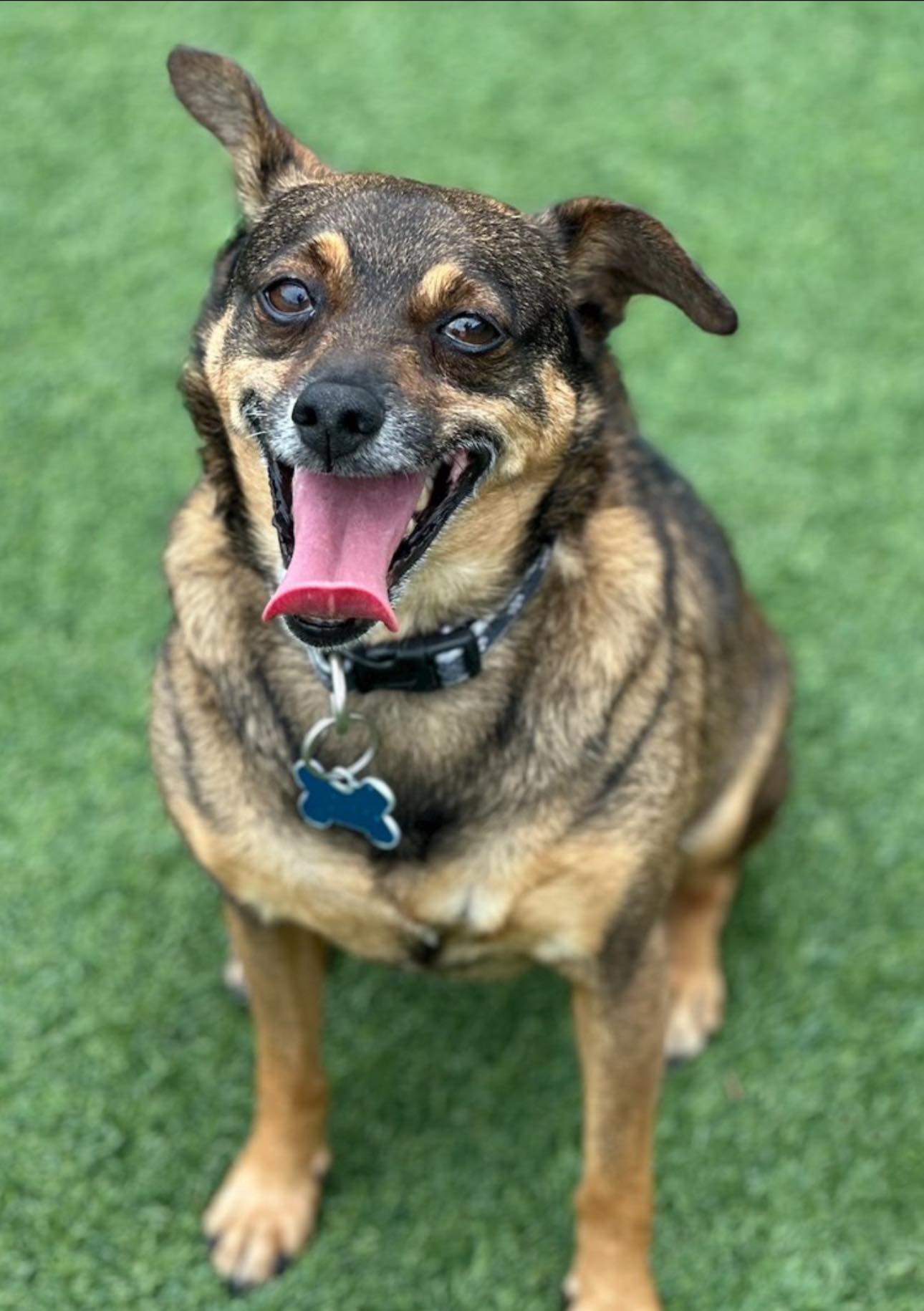 happy brown dog