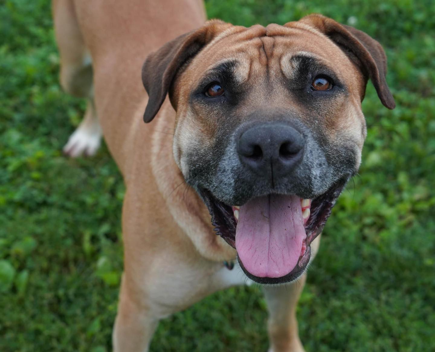 happy brown dog