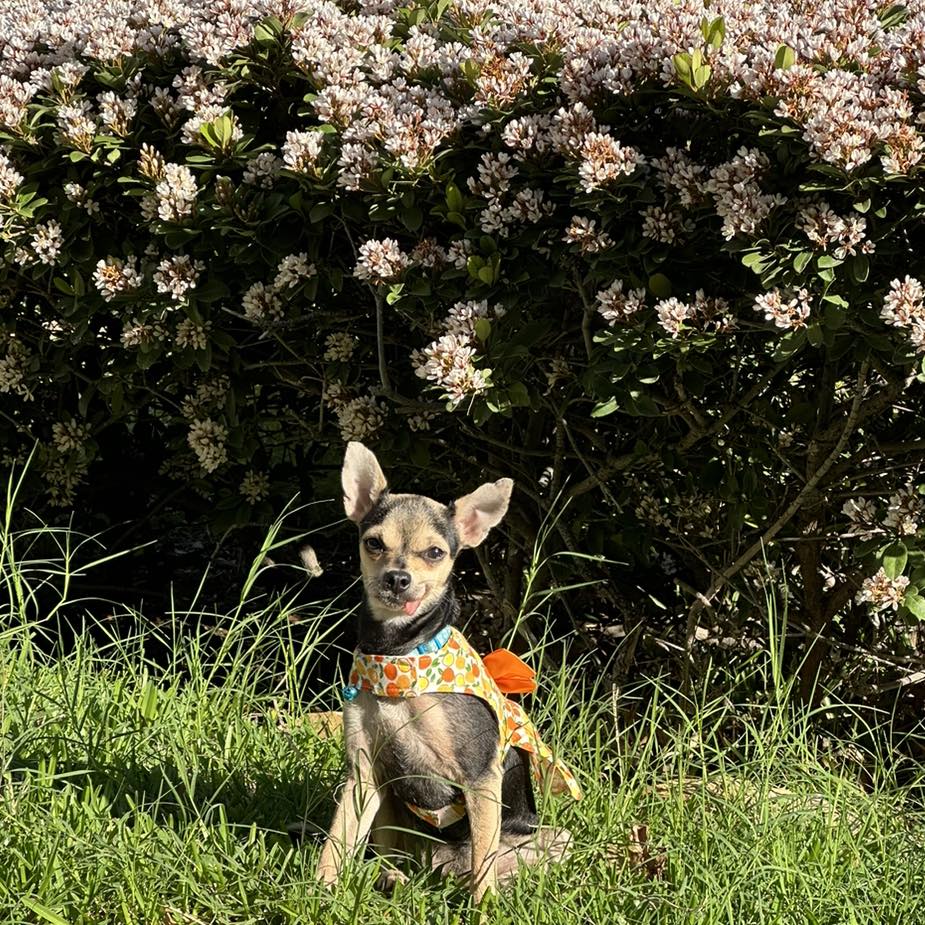 happy dog in grass