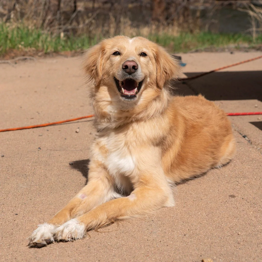 happy dog laying on sand