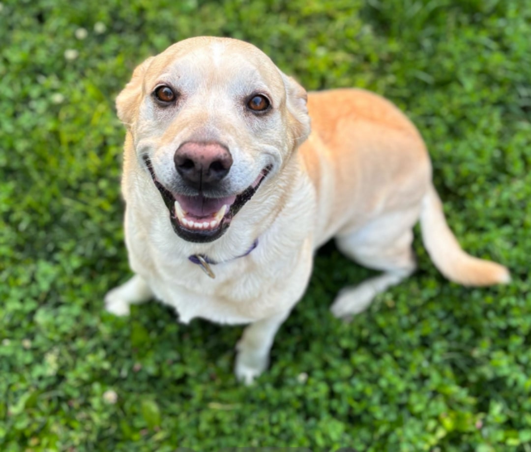 happy dog smiling