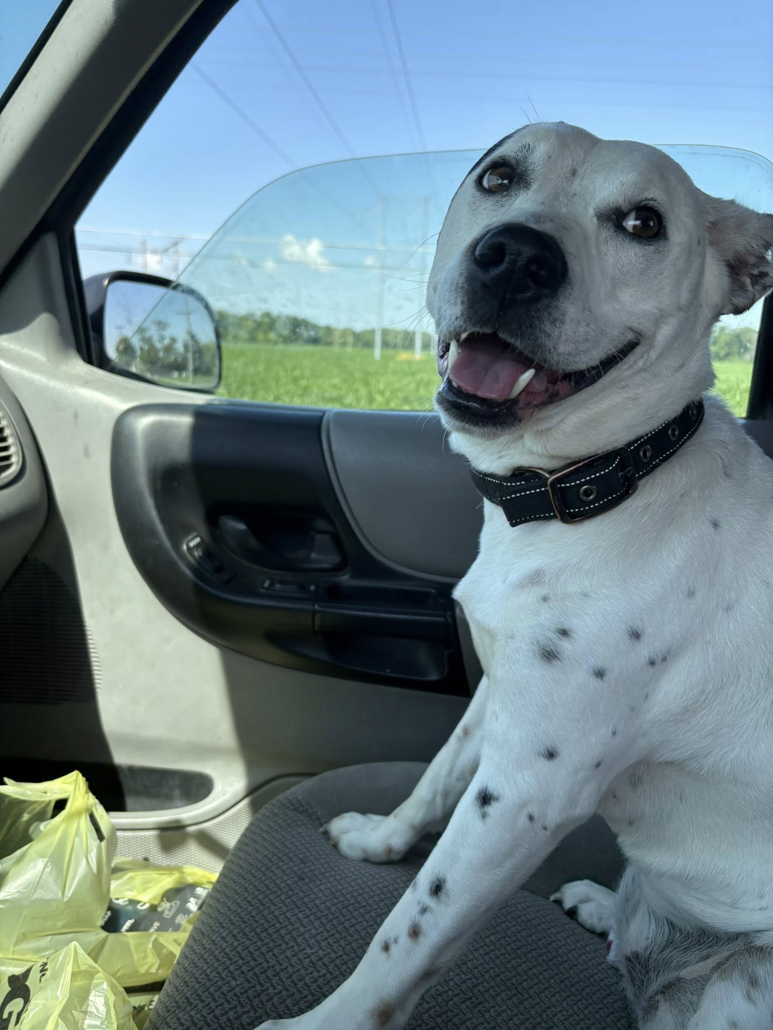happy white dog in car