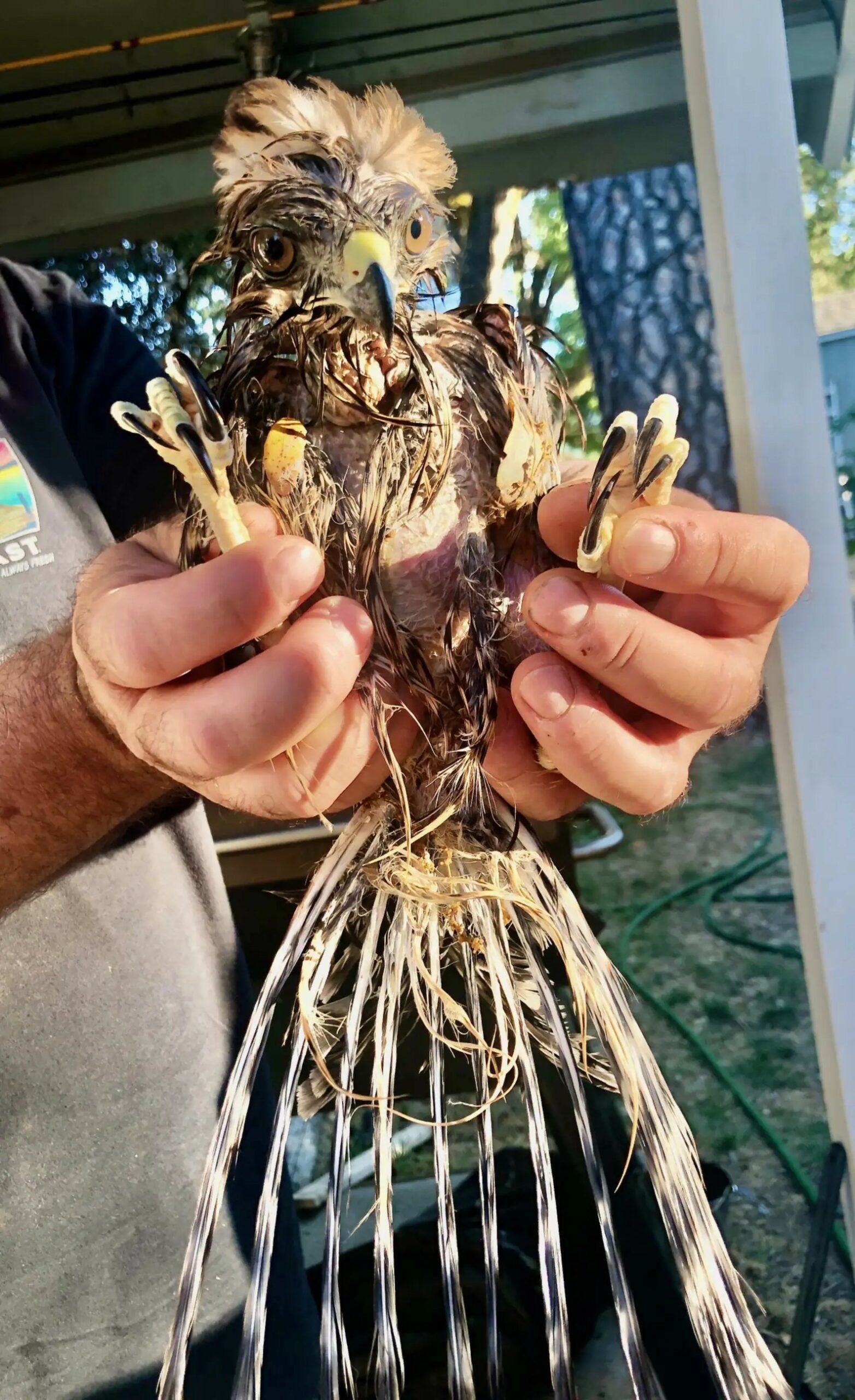 hawk held in hands