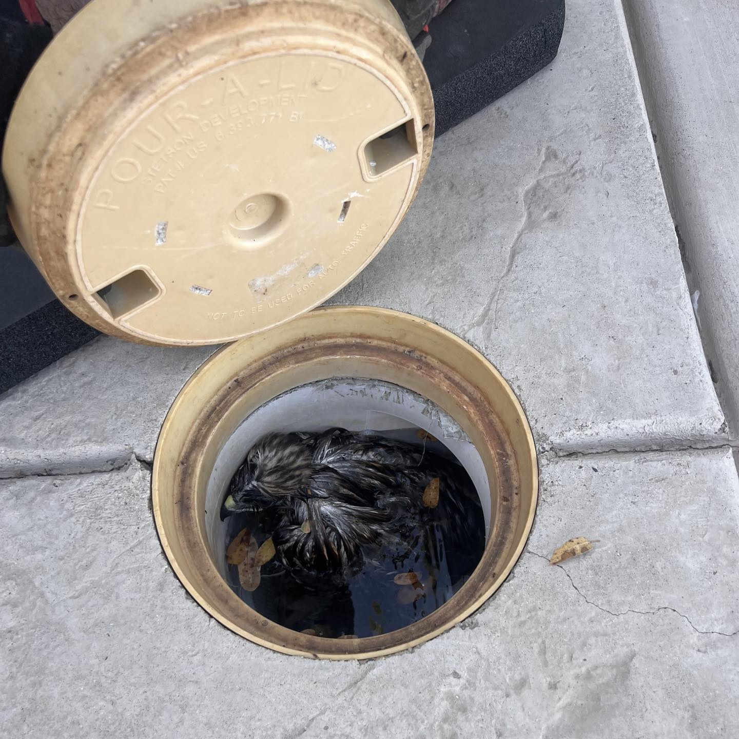 hawk stuck in a pipe