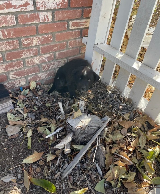 injured black puppy