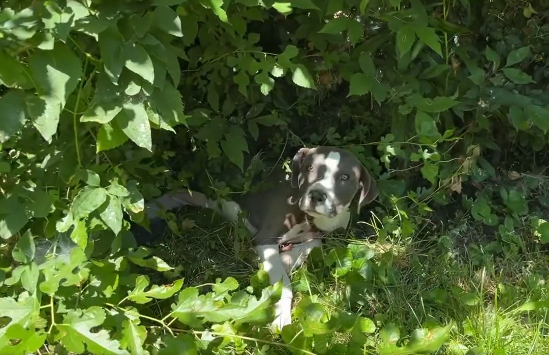 injured dog in a bush