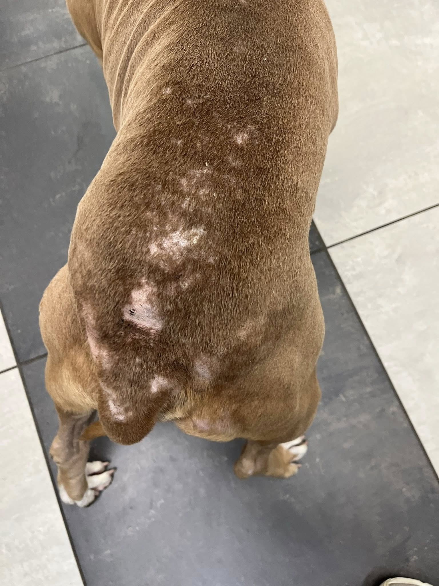 injured senior dog