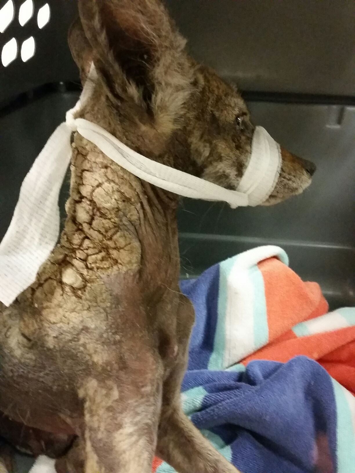 injured stray dog
