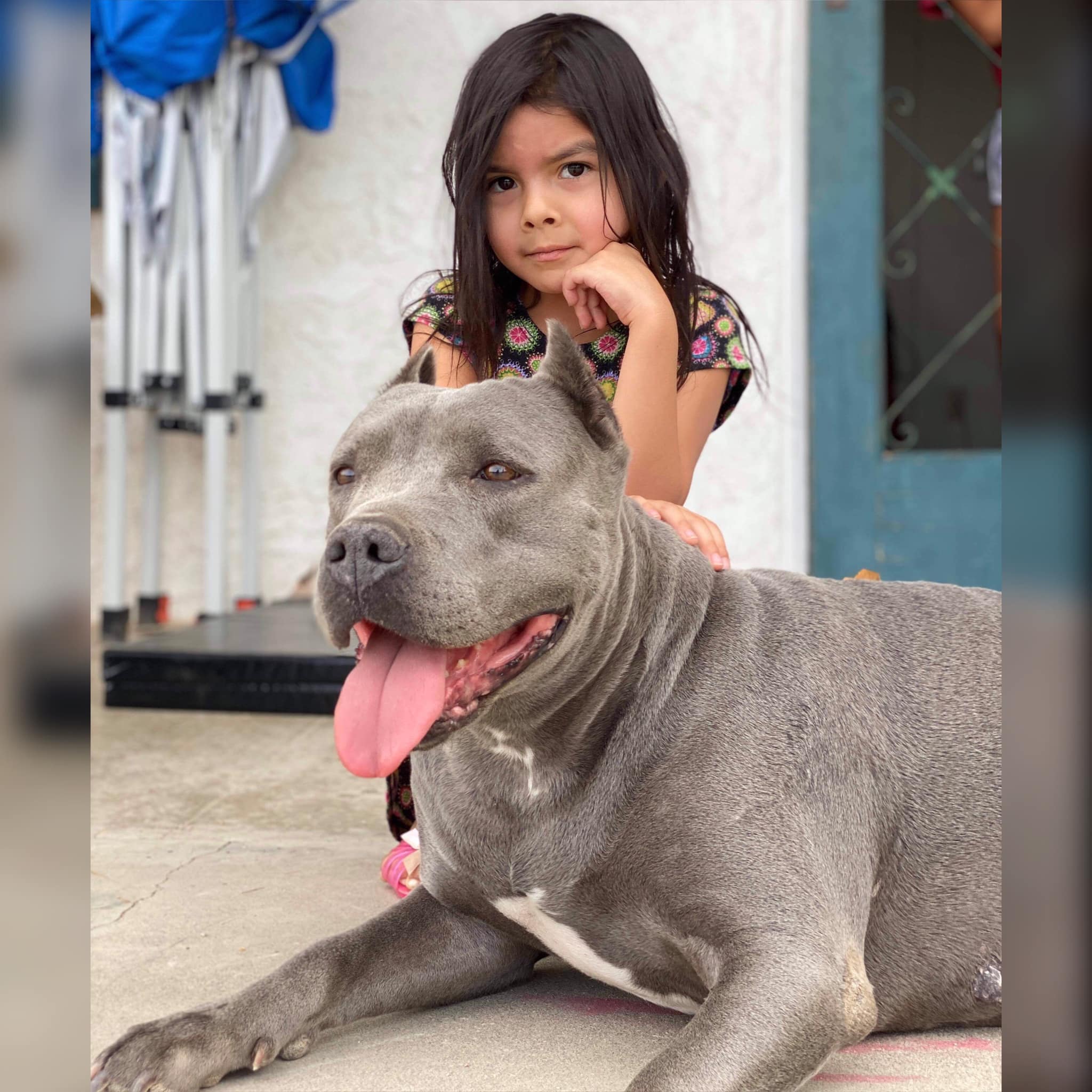 kid and gray dog