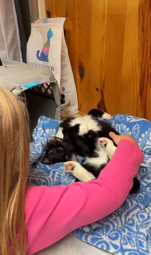 kid and kittens