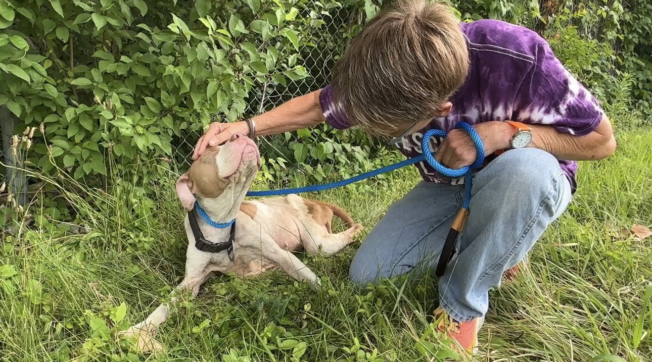 kid petting a dog