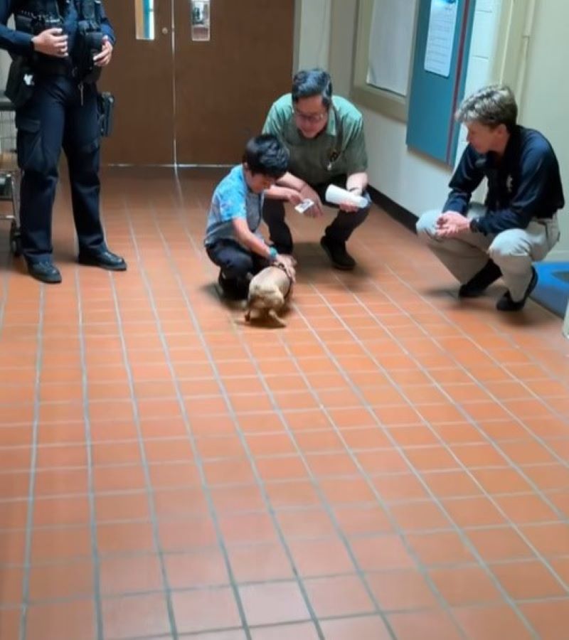 kid playing with dog