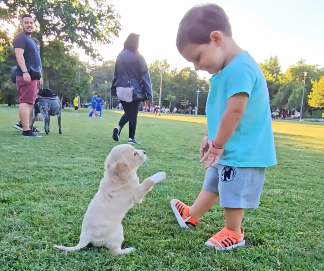 kid playing with puppy