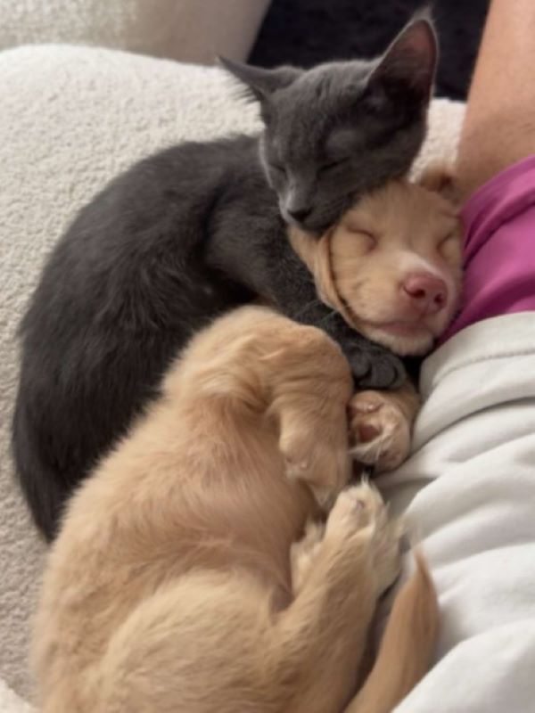 kitten and puppy sleeping
