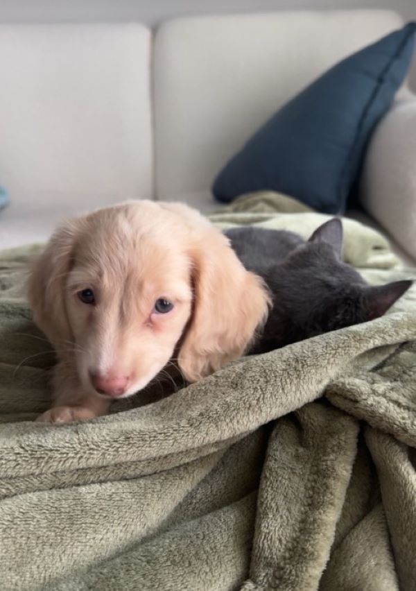 kitten and puppy
