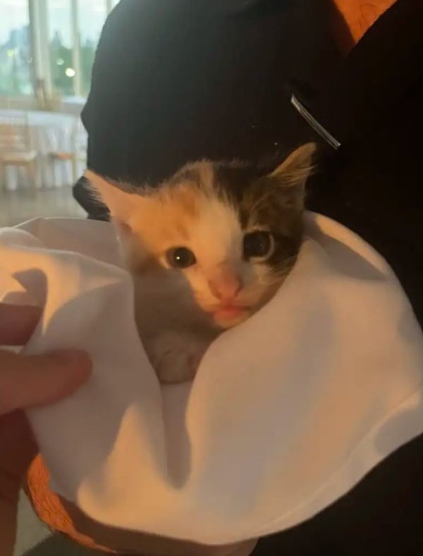 kitten in a towel