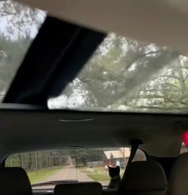 kitten in car