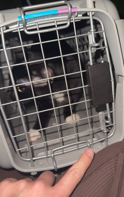 kitten in crate