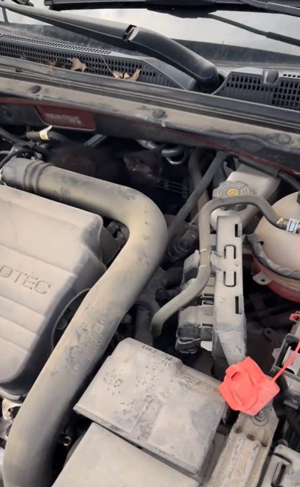 kitten on car engine