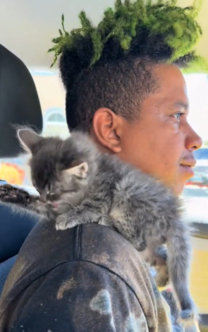 kitten sitting on shoulder