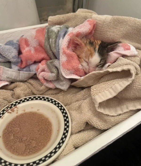 kitten sleeping in a towel
