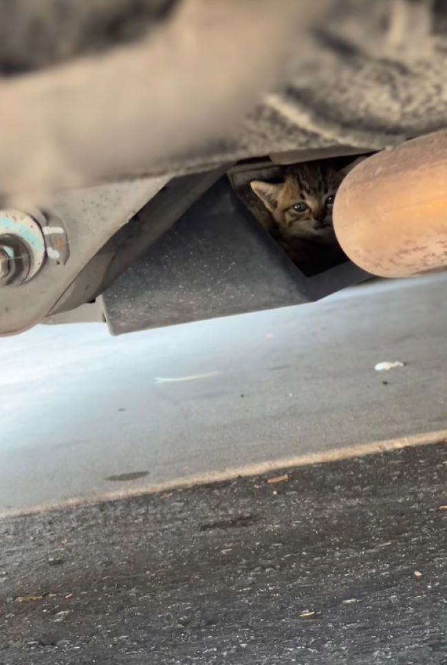 kitten under car