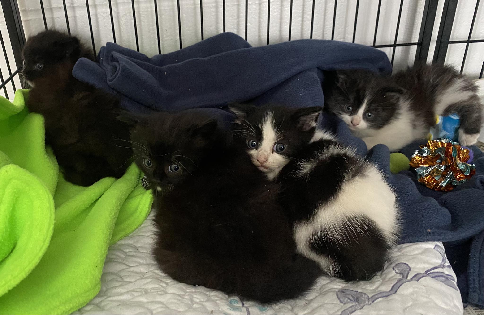 kittens in crate